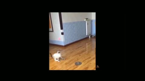 Cute cat playing with toys 🐈 😻 🐈‍⬛️ 😺 🐱 😸