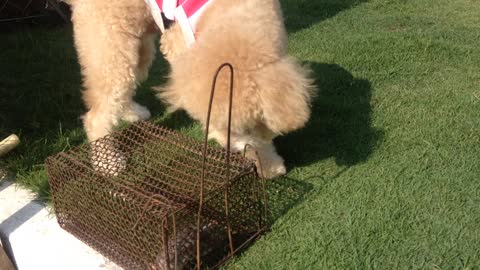 Cooper The Fluffy poodle Visit With Mouse In Live Trap Cage