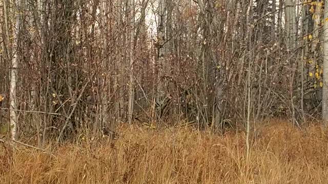 Cutting down trees in Central Alberta