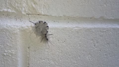 Hickory tussock moth caterpillar