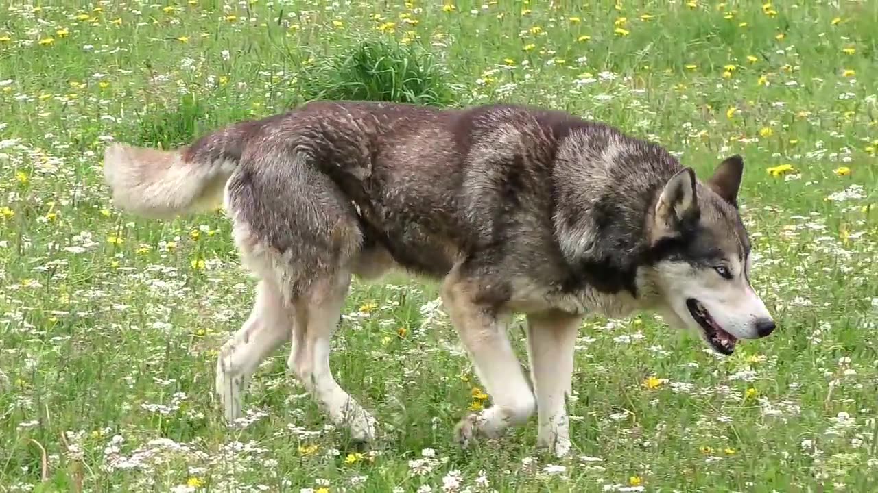 Wolf with blue eyes beautiful animal