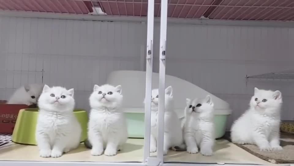 silver point cat