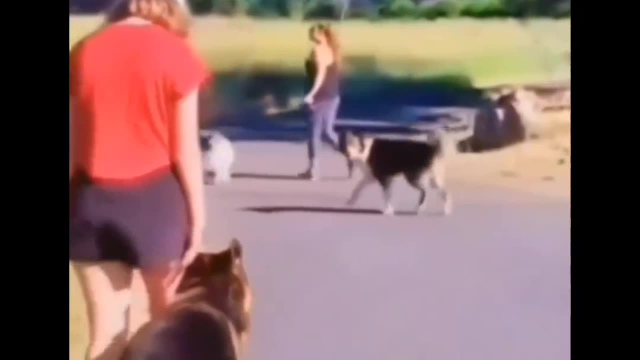 Funny dog, viral dog