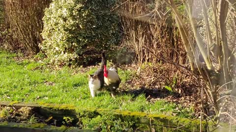 Cat And Rooster Walk Together In the Farm