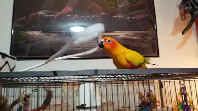 Funny Parrots Going Crazy - Funniest Parrots Compilation