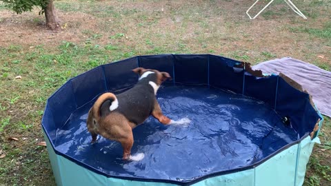 Jack Russell swims in the pool in Italy.