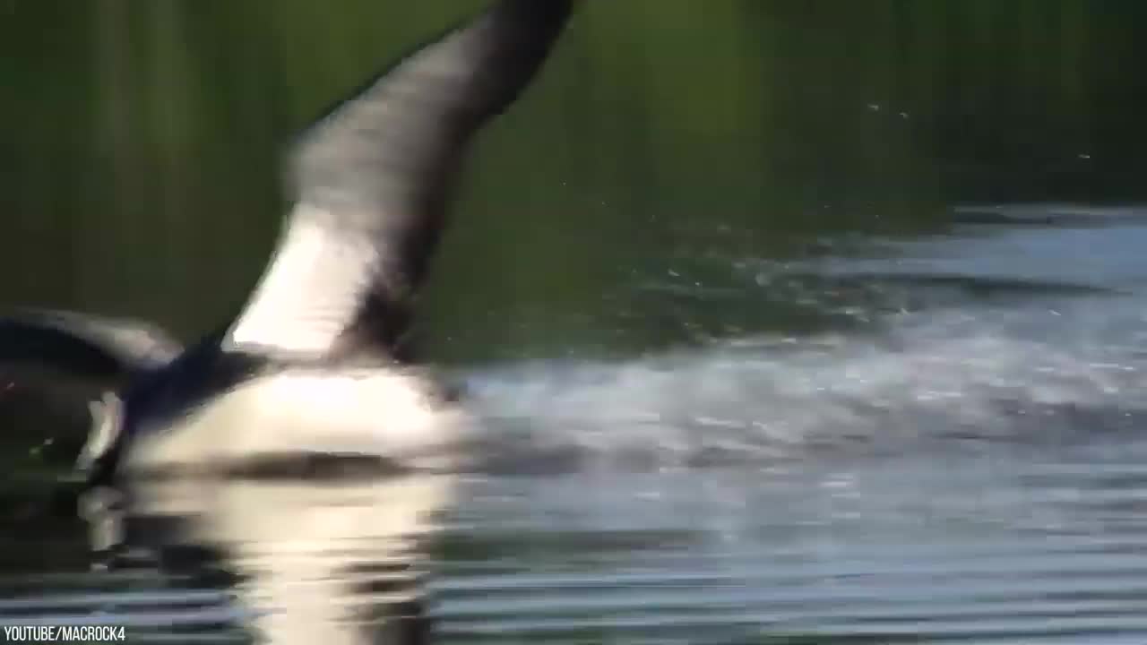 Even Eagles Are Afraid of This Deadly Bird