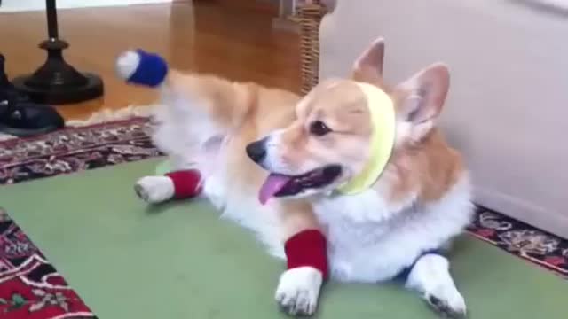 HILARIOUS CORGI DOING EXERCISE. FUNNY!!