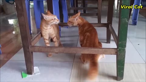 Cats Fighting and Meowing - These Two are Bloody Brothers