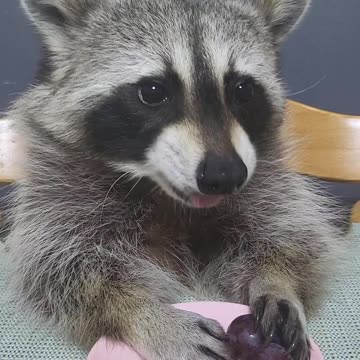Raccoon ate grapes today 🍇