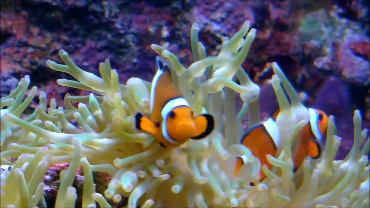 Nemo