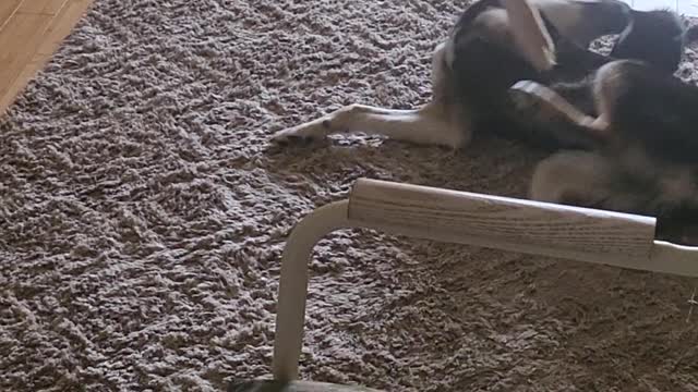 Kitten vs shepsky round 1