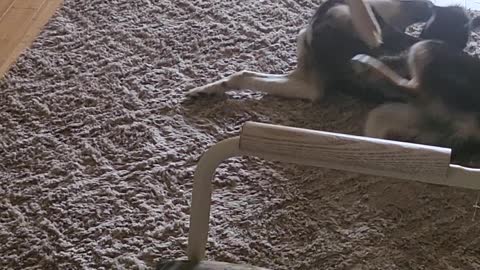 Kitten vs shepsky round 1