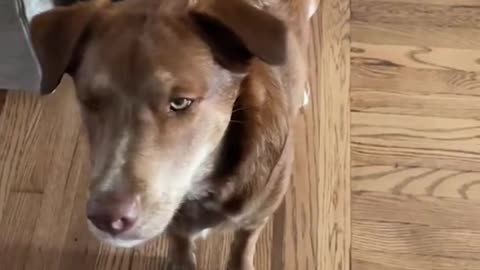 I've Never realeted to dog more