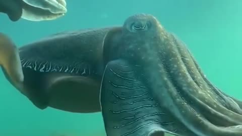 giant cuttlefish