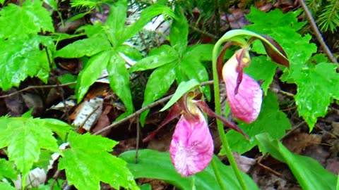 Slipper Orchids