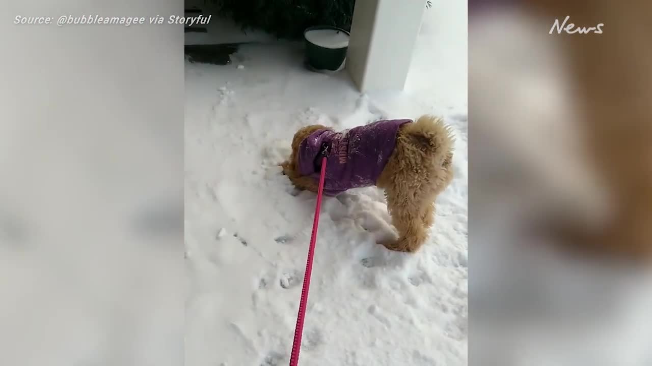 Playful pup ecstatic about early snowfall