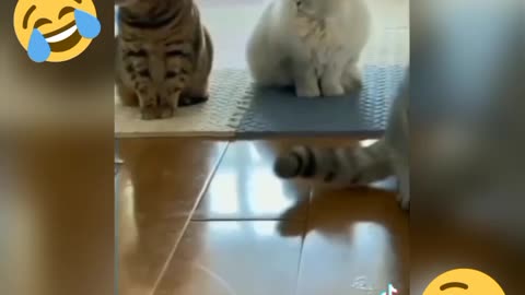 Funny vedio funny animal vedio cat and dog2023 funny vedio