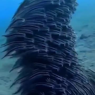 Amazing Underwater Life Sea Animals Swimming