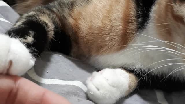 cat rasing hand