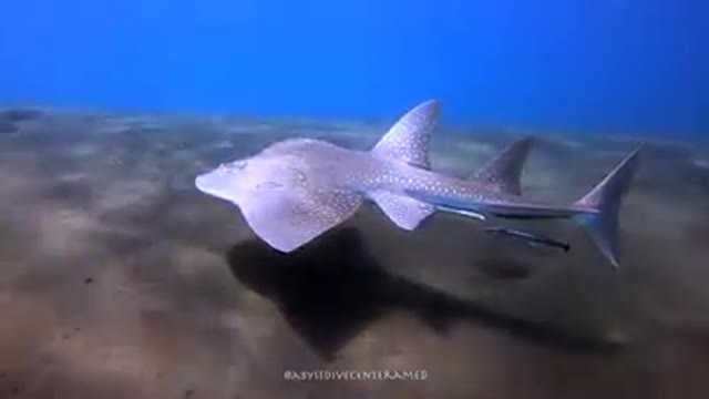 Bowmouth Guitarfish