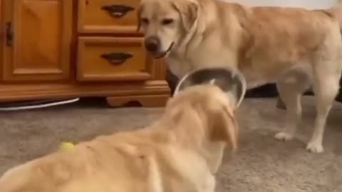 Funny Animal Videos 2024 Best Dogs And Cats Videos 😺😍 #84