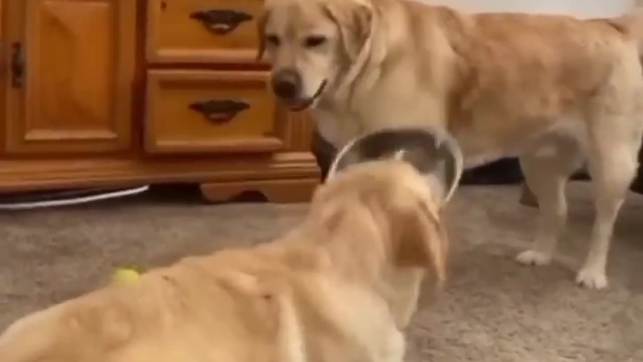 Funny Animal Videos 2024 Best Dogs And Cats Videos πΊπ #84