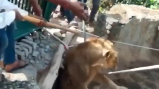 People rescue lion in india