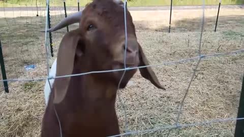 CRAZY GOAT SCREAMING