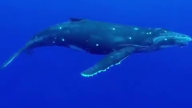 baby whale