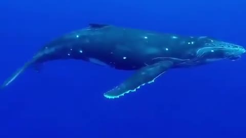 baby whale