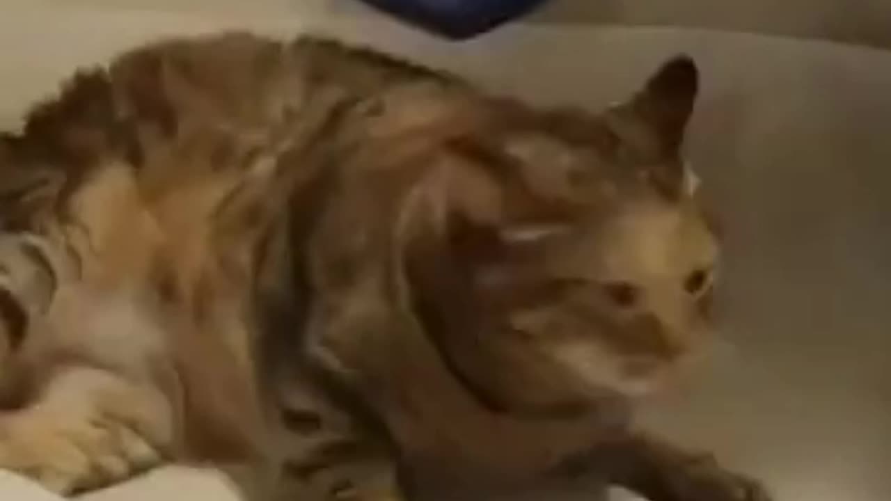 Cute cat enjoying vacuumed