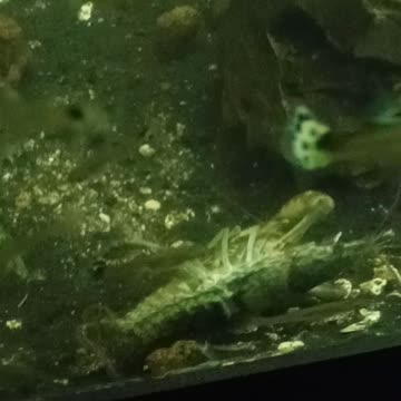 Flock it Farm: two crawfish mating and some other critters in our tank