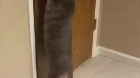 Cute animals(cat)🥰🥰🥰#cute#dog#play#Laugh