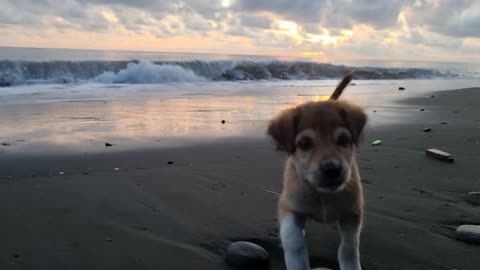 Ripple the dog