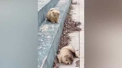Funny videos