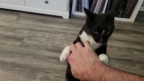 Play Fighting With MY Old Ass Cat 😺😺😺😺