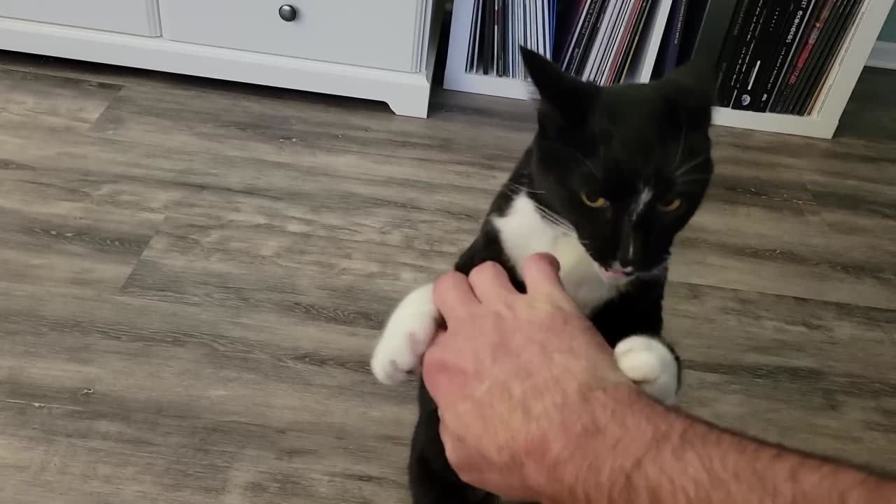 Play Fighting With MY Old Ass Cat 😺😺😺😺