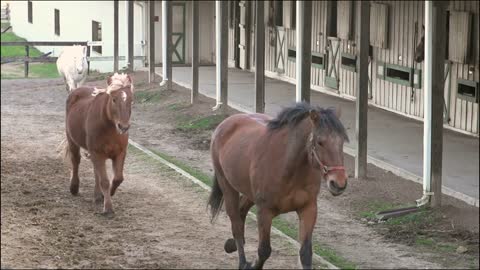 Horses running in slow motion