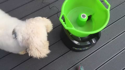 Dex and Molly using a GoDogGo Ball Launcher.