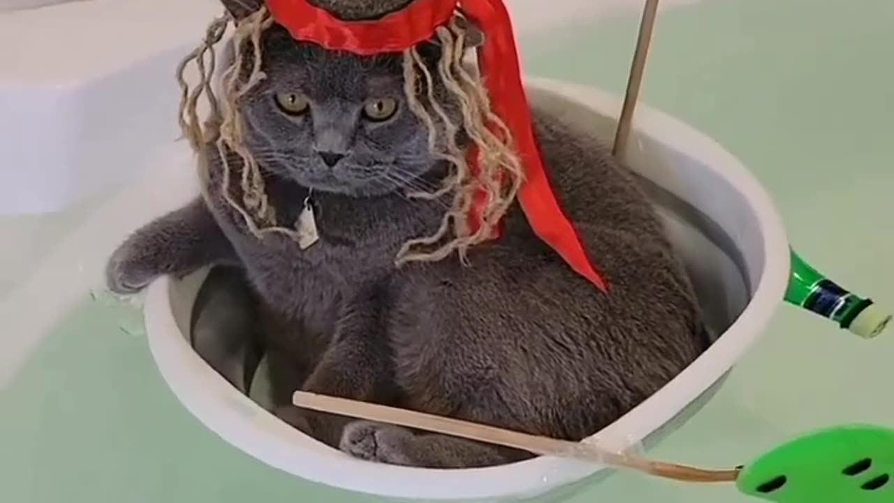 Funny Cats - Cute Cats - Cats - Baby Cats
