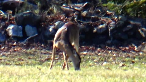 White-tailed deer