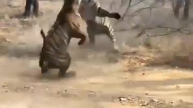 Tiger vs. Tiger Fight