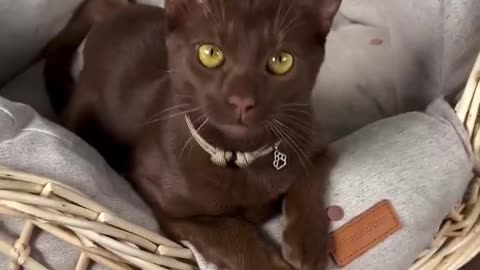 Brown cats are so pretty 😍