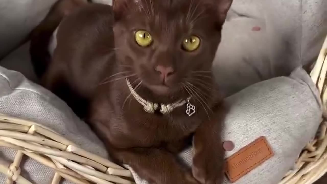 Brown cats are so pretty 😍