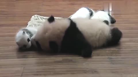 Young panda is taking care of his brother