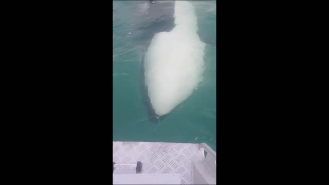 Fisherman captures close encounter with Killer Whales