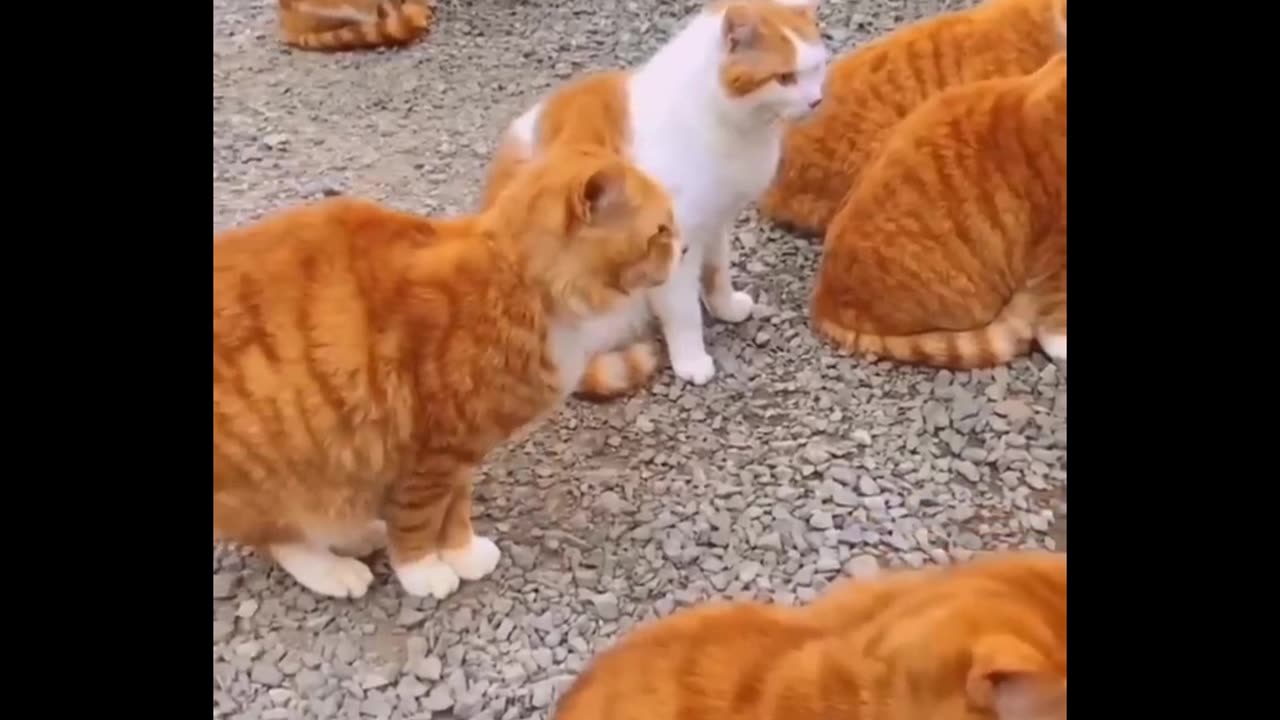 Funny animal scenes 🤣😂😂😂