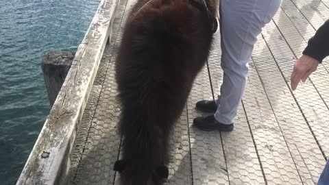 Just a pet miniature horse - New Zealand