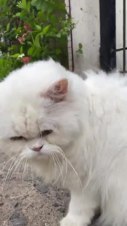 Extremely beautiful cute white fluffy persian cat playing in the rain || Cat play run funny #shorts